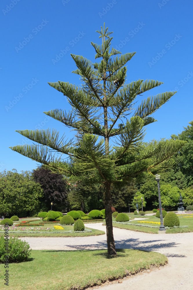 Portugal - Porto - Pin parc du jardin de Cristal