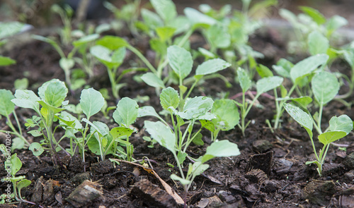 Vegetable garden grow in soil