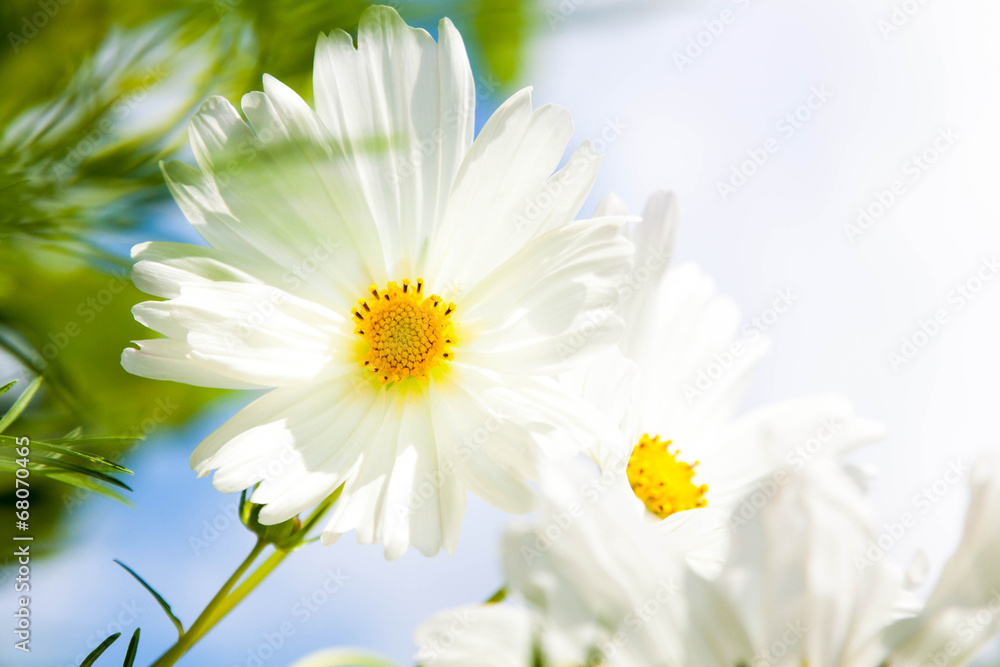 Blume Blume