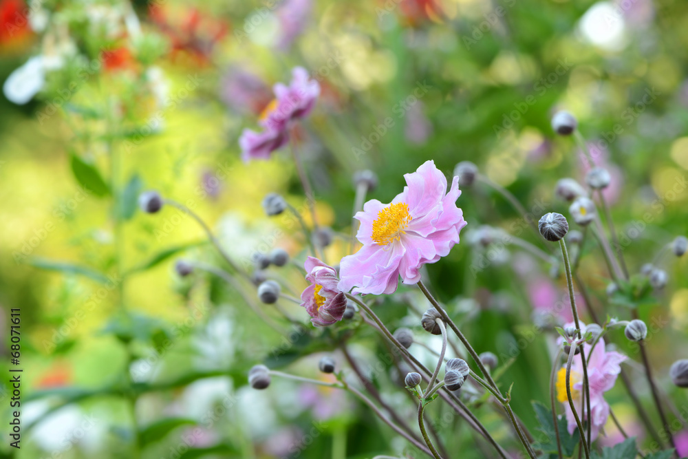 Fototapeta premium Garten 243