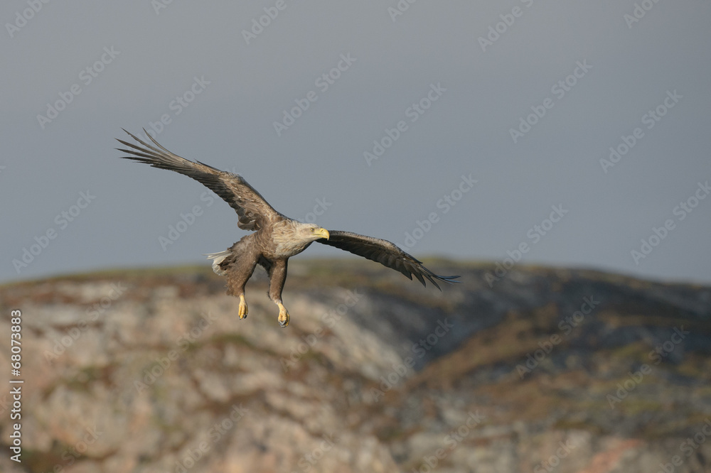 Naklejka premium Eagle Hunting