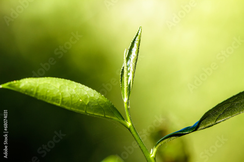 close up green tea leaves #68074031