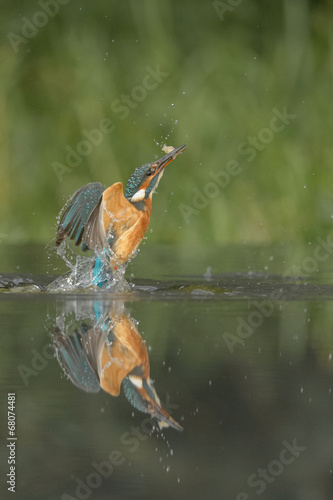 Kingfisher with catch.