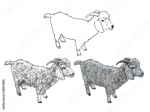 Angora goat-vector