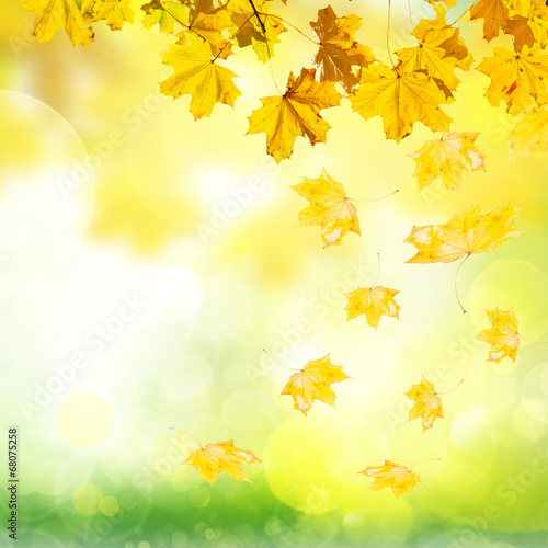 fall leaves with green grass