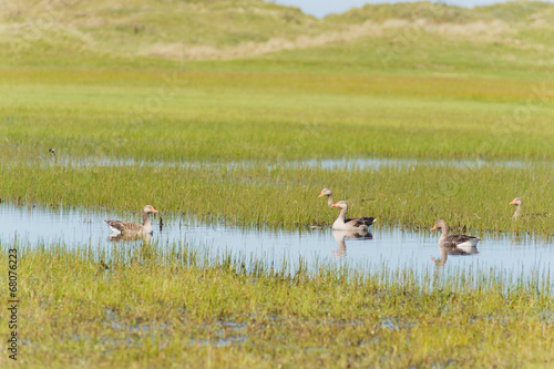 Greylag gooses at Terschelling