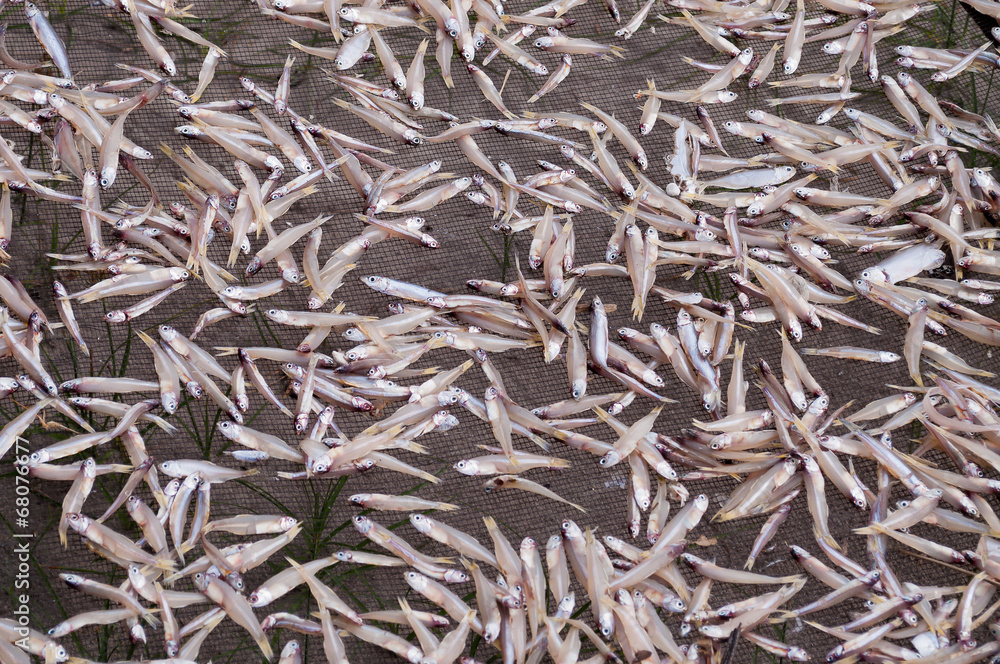 Fish drying Fish drying