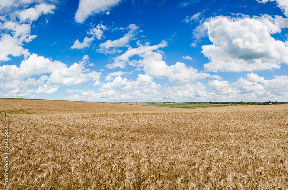 Naklejka premium wheat land background