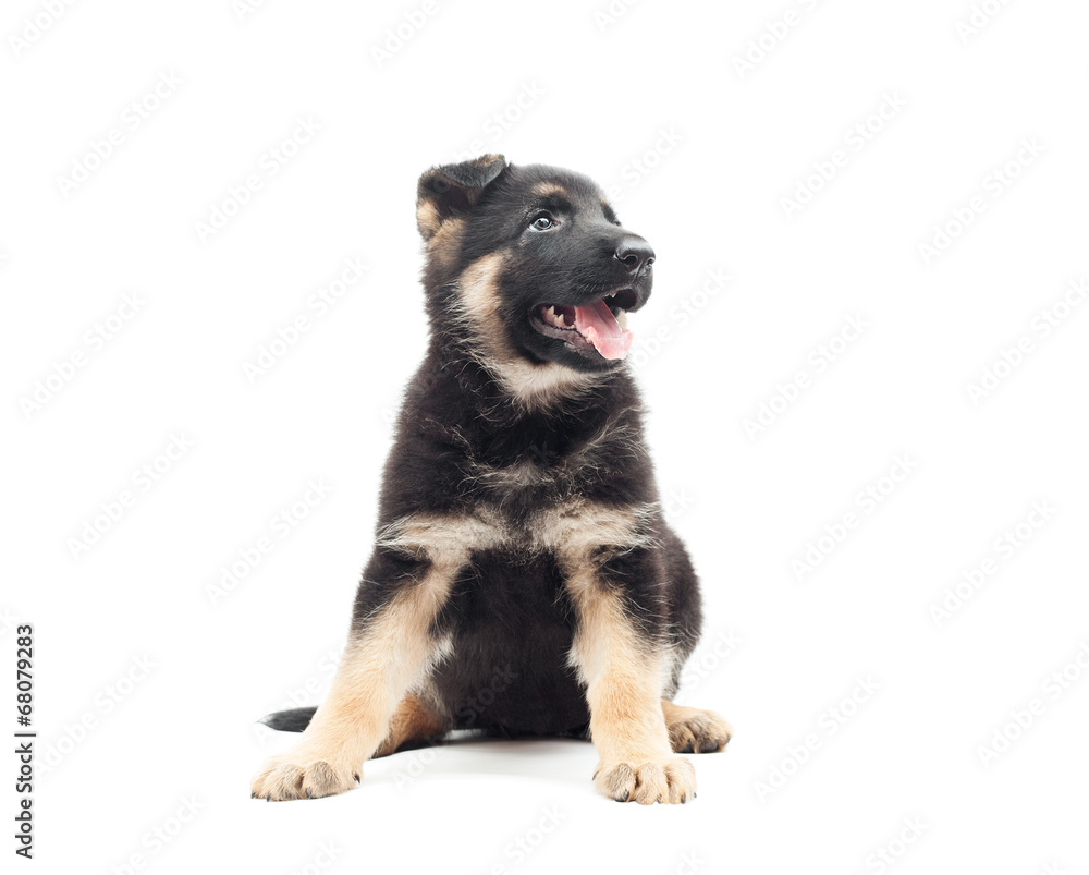 German Shepherd puppy on white background