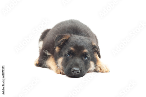 sad puppy German shepherd on a white background isolated