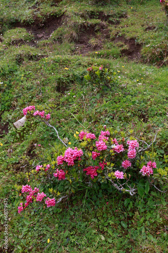 rododendro - Alpe di Siusi