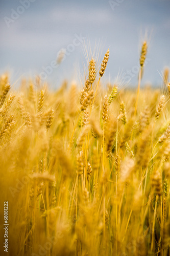 Wheat Field