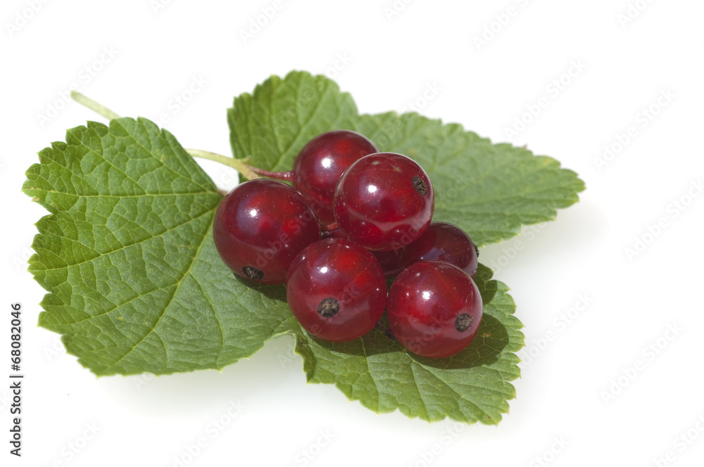 Johannisbeeren; Rote, Johannisbeeren; Ribes, rubrum; Johannisbeeren; Rote, Johannisbeeren; Ribes, rubrum;
