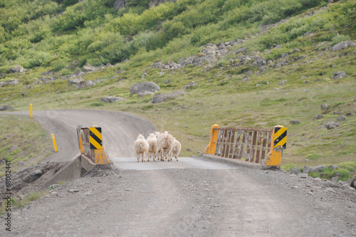 cul de mouton photo