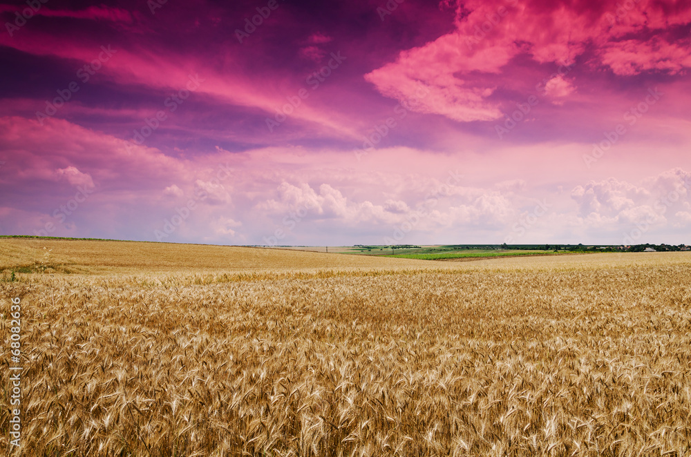 Fototapeta premium wheat land background