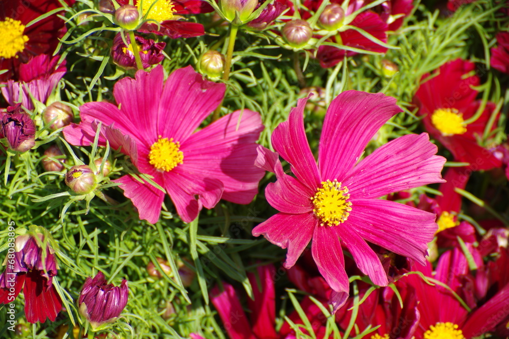 pink and red daisy flowers