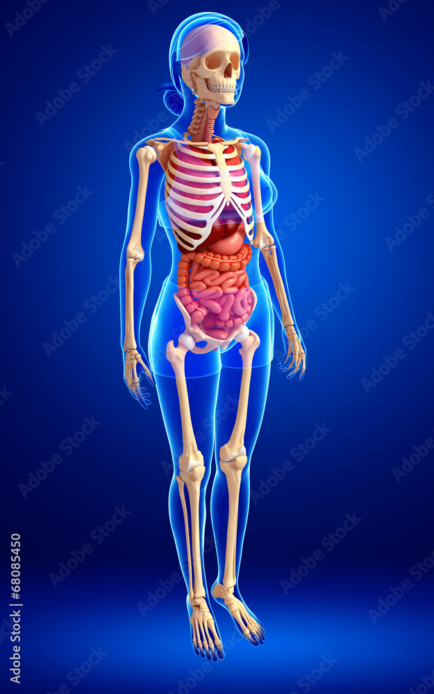 Female skeleton and digestive system Female skeleton and digestive system
