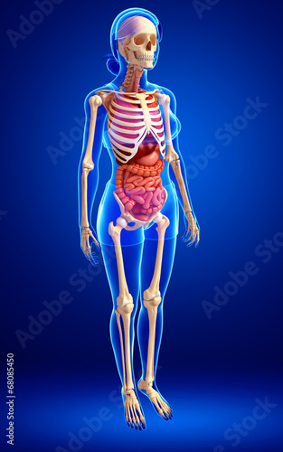 Female skeleton and digestive system © pixdesign123