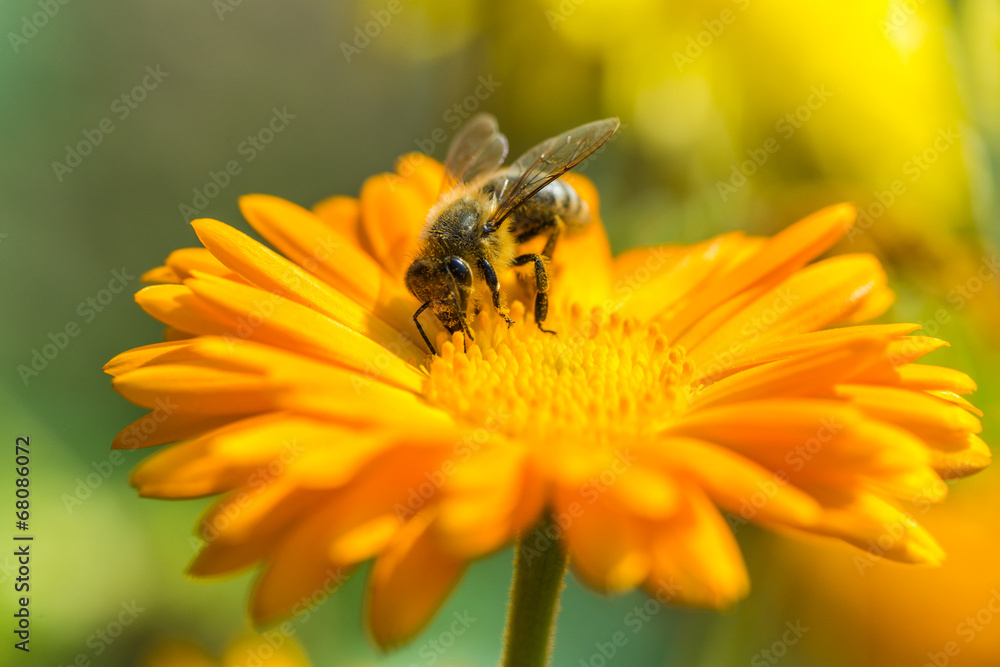 Bee on Marigold - obrazy, fototapety, plakaty 