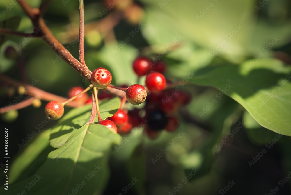 Wild berries Wild berries
