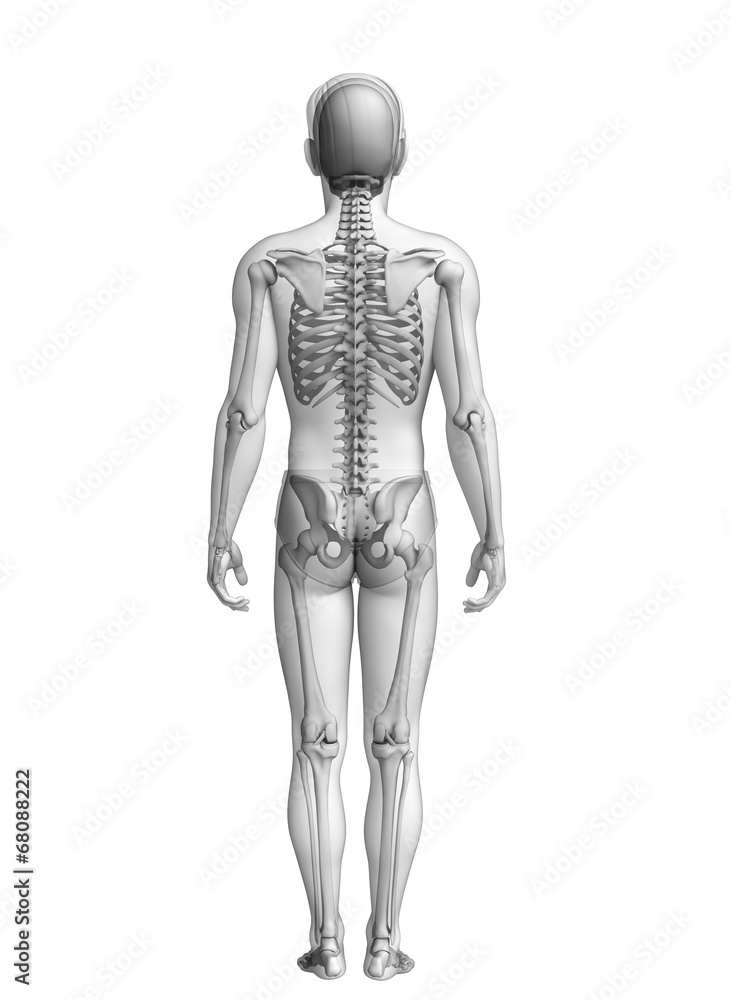 Digestive system of male anatomy