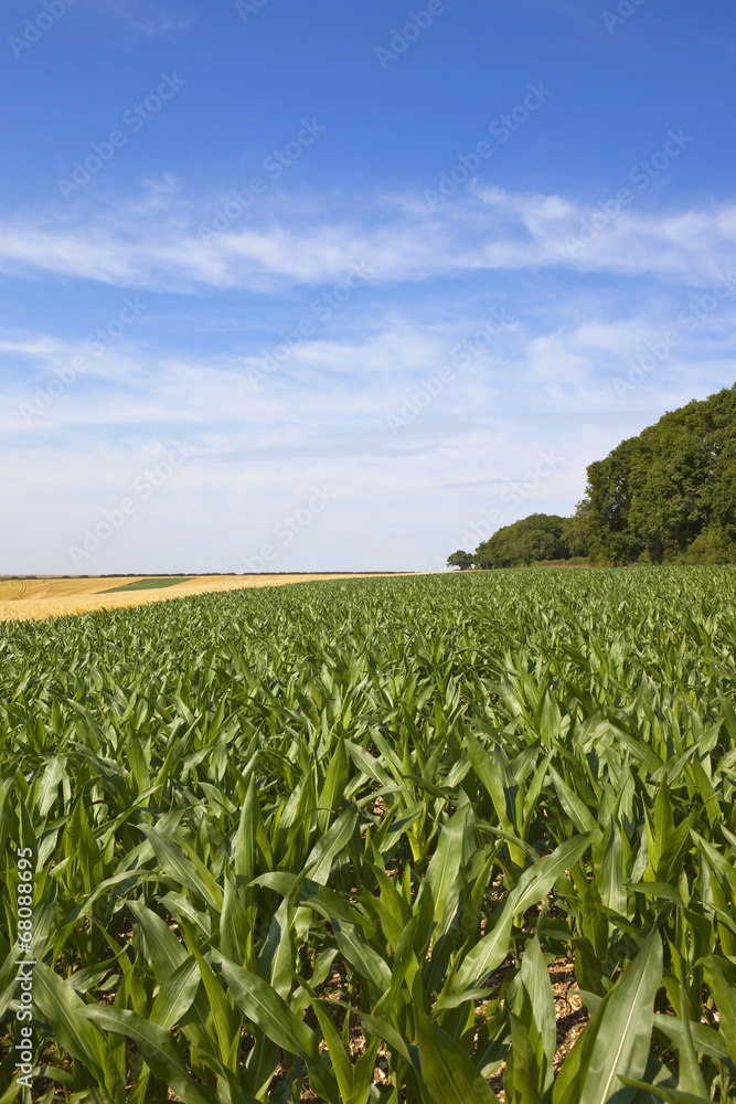 summer maize field