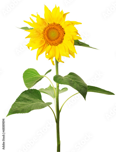Fototapeta Naklejka Na Ścianę i Meble -  Sunflower isolated on white background