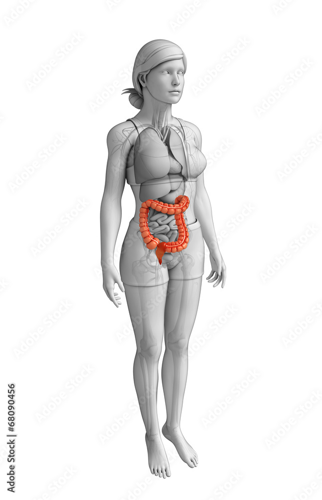 Female large intestine anatomy