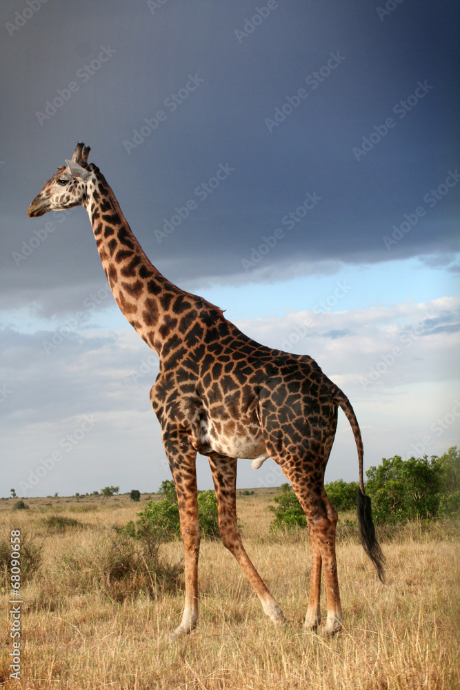 Obraz premium Girafe mâle qui parade