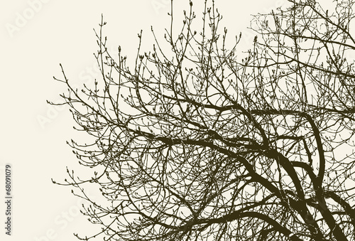 twigs of a spring tree