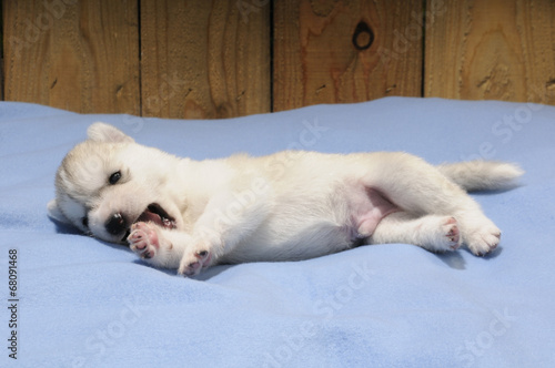 Husky Welpe liegt auf dem Teppich