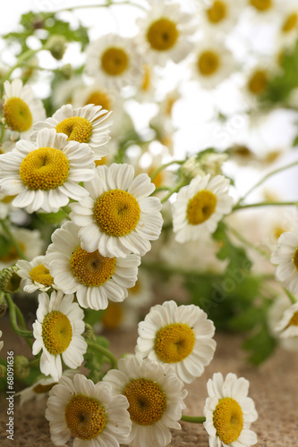 Beautiful wild flowers close up