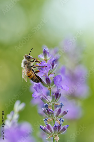 Bee on Lavender © Marek Walica