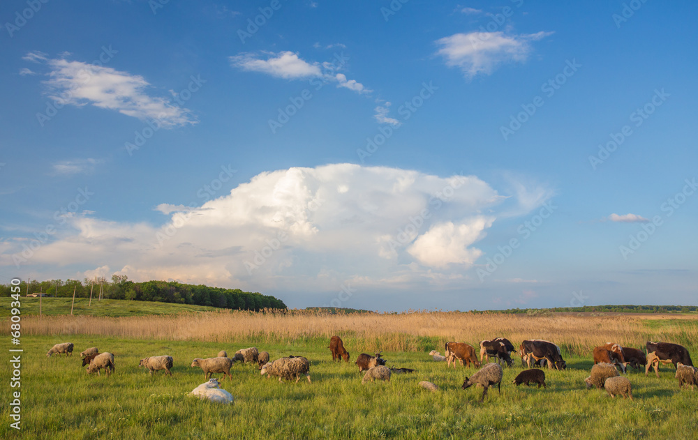 Cows grazing in green meadow.