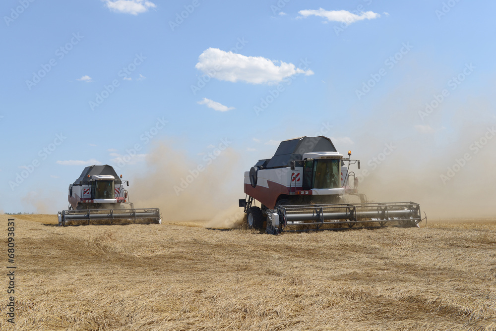 Fototapeta premium Combine harvesting wheat.
