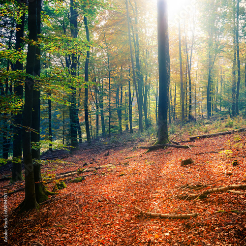 Sunny autumn forest
