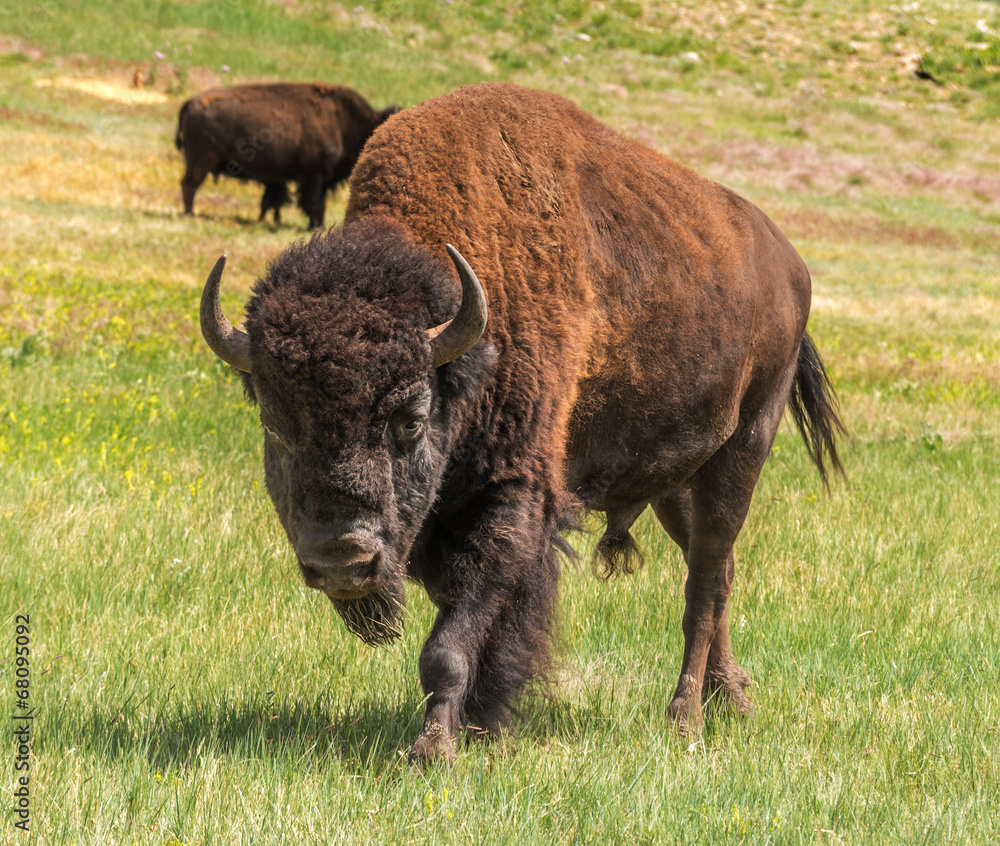 Endangered wildlife animal species American bison buffalo Endangered wildlife animal species American bison buffalo