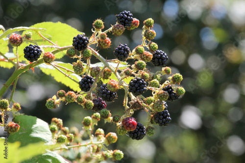 Himalayan Blackberries - Rubus Armeniacus