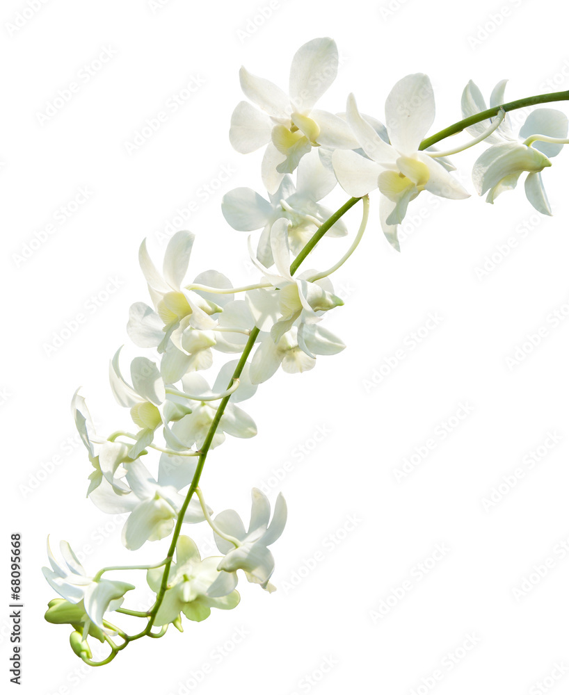 orchid flowers isolated on white with clipping path