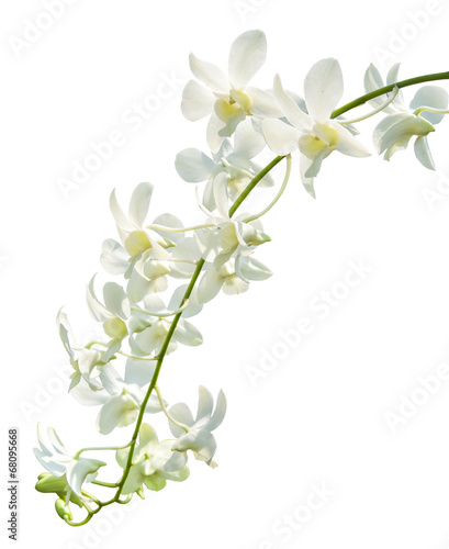 orchid flowers isolated on white with clipping path