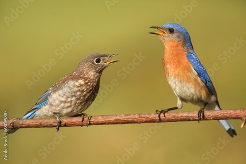 Eastern Bluebirds (Sialia sialis) © Steve Byland