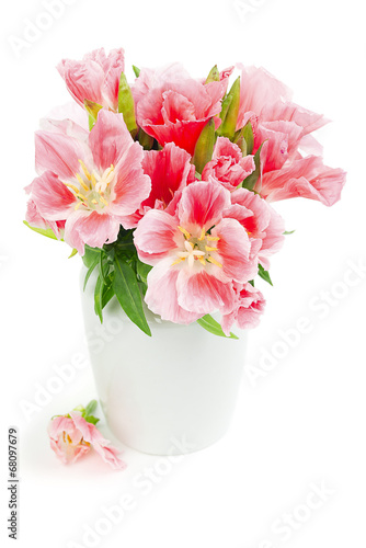 Pink Godetia flowers, isolated on white background photo