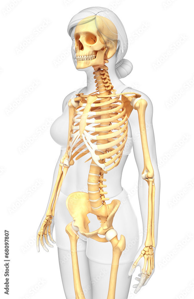 Female skeleton side view ilustración de Stock | Adobe Stock