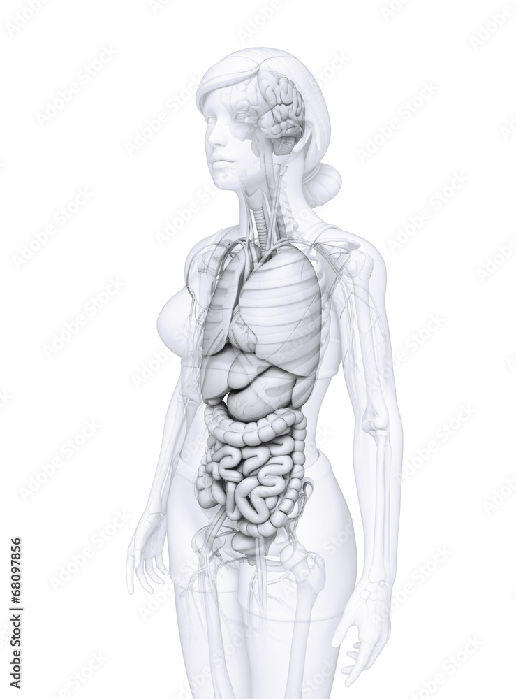 Digestive system of female anatomy Digestive system of female anatomy