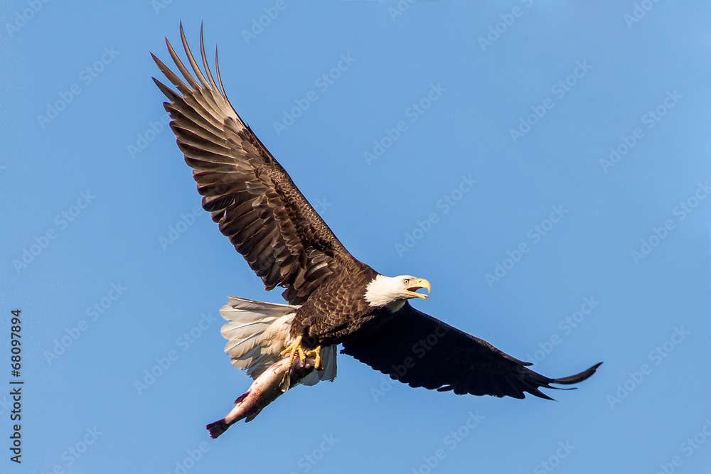 Fototapeta premium Bald Eagle
