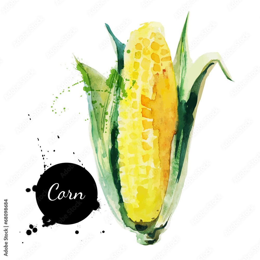 Fototapeta premium Corncob with leaf. Hand drawn watercolor painting