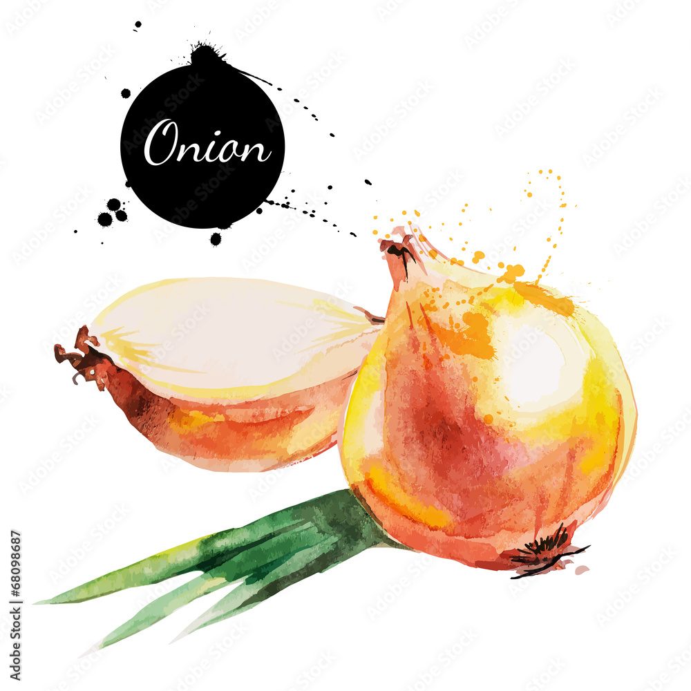 Fototapeta premium Onion. Hand drawn watercolor painting on white background.