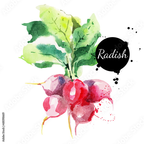 Radish with leaf. Hand drawn watercolor painting