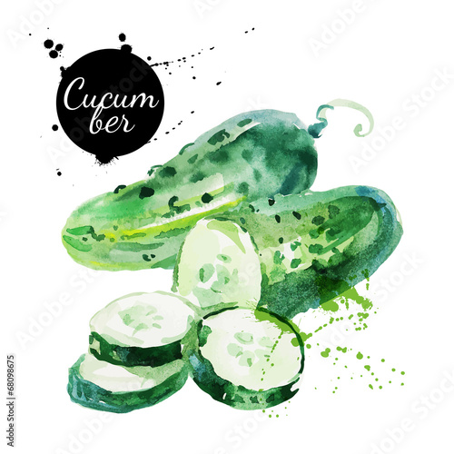 Green cucumber. Hand drawn watercolor painting