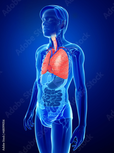 Male lungs anatomy